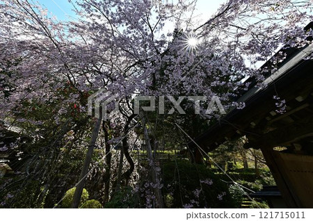 春天丹波筱山 春天丹波筱山 121715011