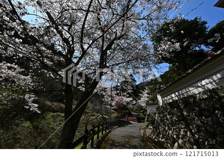 春天丹波筱山 121715013