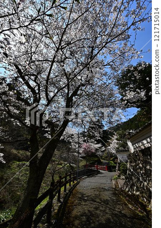 Spring Tamba Sasayama 121715014