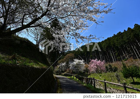 Spring Tamba Sasayama 121715015