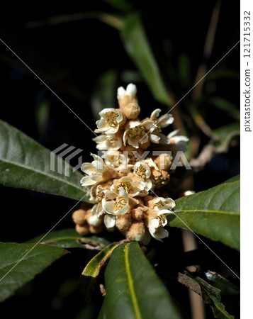 沐浴在冬日陽光的白色枇杷花（花蕾很多的枇杷） 121715332