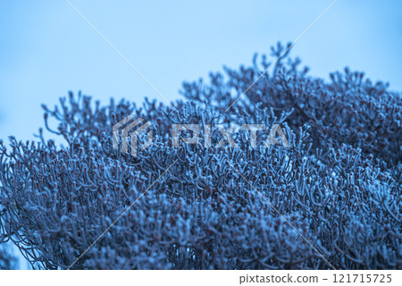 雪山韓國 121715725