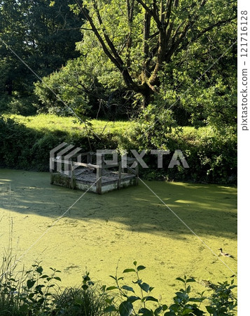 Rustic Wooden Platform on a Green-Covered Pond in Summer Rustic Wooden Platform on a Green-Covered Pond in Summer 121716128