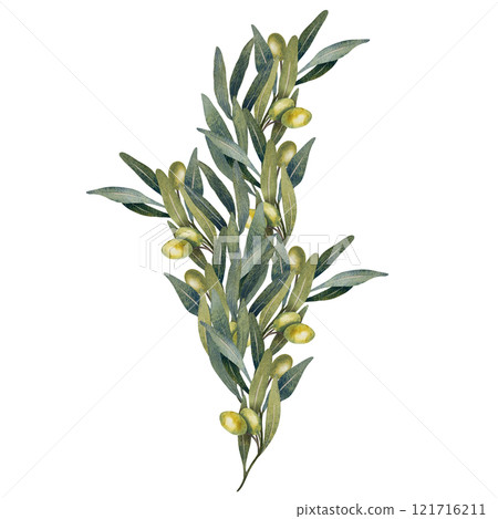 Hand drawn watercolor olive branch with green leaves and green olives. Detailed botanical style. Perfect for packaging, cards, decor, logos, invitations, and Mediterranean-themed designs 121716211