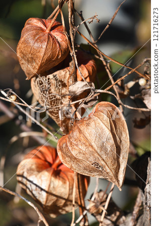 Withered physalis 121716273