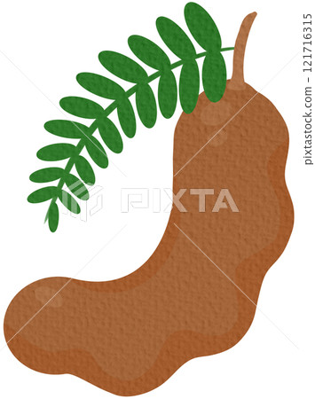 tamarind, fruit, leaf 121716315