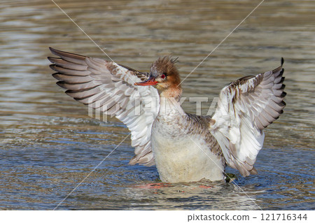 一隻海秋沙鴨在河中拍打翅膀,面向左側 一隻海秋沙鴨在河中拍打翅膀,面向左側 121716344