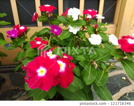 Three-colored dayflower 121716346