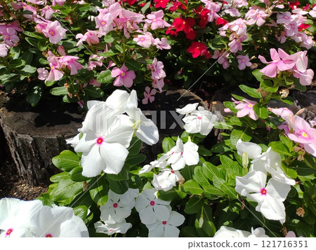 Madagascar Periwinkle MIX5 Madagascar Periwinkle MIX5 121716351