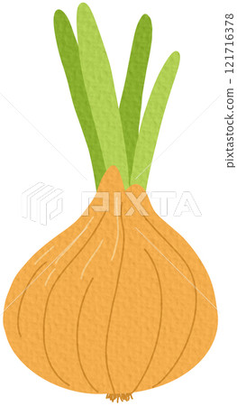 vector, vegetable, onion 121716378