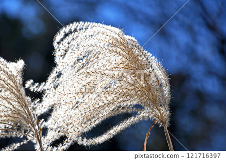 Withering Susuki 121716397