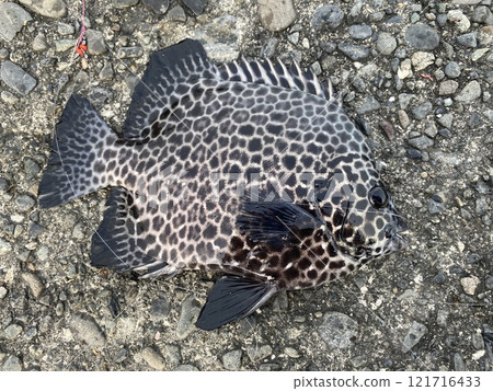 Young fish of the spotted knifejaw 121716433