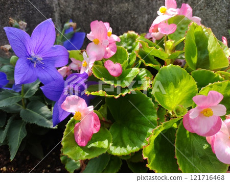 風鈴草和金魚草 121716468