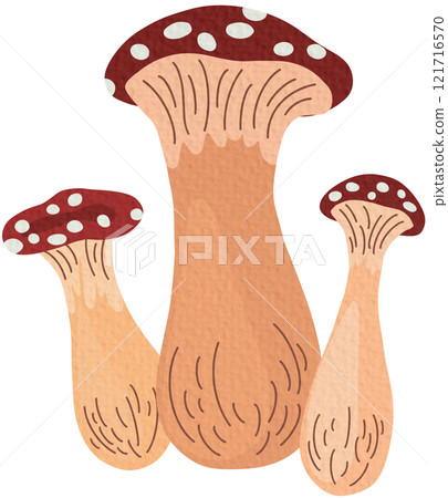 Amanita mushrooms set. Collection of Poisonous toadstool fly agaric. Decoration for greeting cards, posters, patches, prints for clothes, emblems. Vector Hand draw Illustration Amanita mushrooms set. Collection of Poisonous toadstool fly agaric. Decoration for greeting cards, posters, patches, prints for clothes, emblems. Vector Hand draw Illustration 121716570