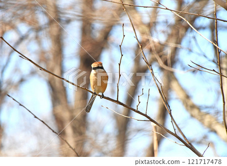 Bird (Shrike) 121717478