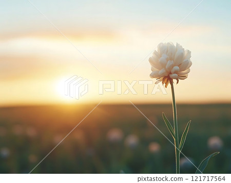 serene wildflower at sunset, capturing nature beauty and tranquility serene wildflower at sunset, capturing nature beauty and tranquility 121717564