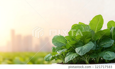 Lush rooftop garden with vibrant greens against city skyline backdrop Lush rooftop garden with vibrant greens against city skyline backdrop 121717583