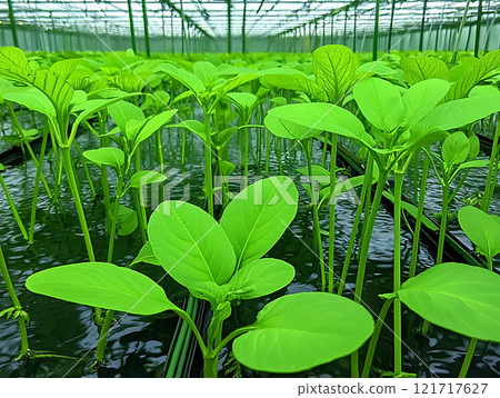Lush green plants thrive in aquaponics system, showcasing growth and vitality 121717627