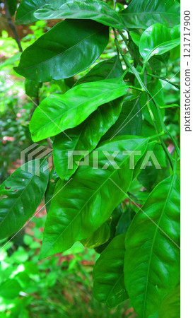 溫州柑橘葉景觀(板橋赤塚植物園) 溫州柑橘葉景觀(板橋赤塚植物園) 121717900