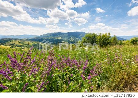 countryside scenery with meadow. wide rolling vista. sunny day. carpathian mountain landscape in summer. herbs and flowers among the grass. vegetation in alps of ukraine countryside scenery with meadow. wide rolling vista. sunny day. carpathian mountain landscape in summer. herbs and flowers among the grass. vegetation in alps of ukraine 121717920
