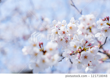 盛開的櫻花在藍天蔓延 121718048