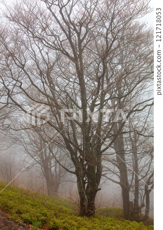 Beautiful misty landscape featuring a solitary tree and surrounding foggy environment Beautiful misty landscape featuring a solitary tree and surrounding foggy environment 121718053