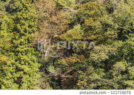 從長野縣飯田市空山坡天龍峽眺望，樹木和新綠色開始變成秋葉 121718078