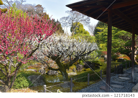 紅梅盛開的城南宮神社 紅梅盛開的城南宮神社 121718143