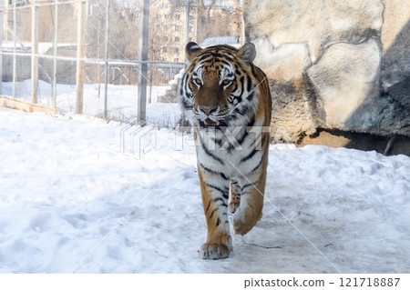 Siberian tiger in the zoo during winter time. Tiger on show.  121718887