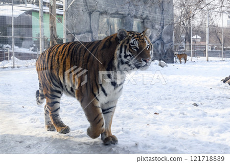 Siberian tiger in the zoo during winter time. Tiger on show. Siberian tiger in the zoo during winter time. Tiger on show. 121718889