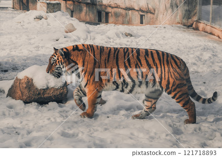 Siberian tiger in the zoo during winter time. Tiger on show. Siberian tiger in the zoo during winter time. Tiger on show. 121718893