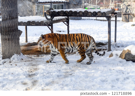 Siberian tiger in the zoo during winter time. Tiger on show.  121718896