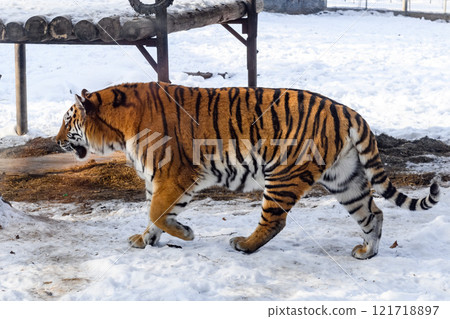Siberian tiger in the zoo during winter time. Tiger on show.  121718897