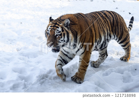 Siberian tiger in the zoo during winter time. Tiger on show.  121718898