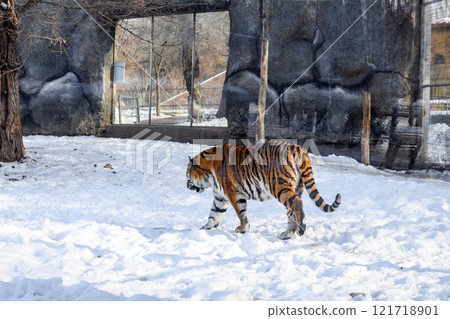 Siberian tiger in the zoo during winter time. Tiger on show.  121718901