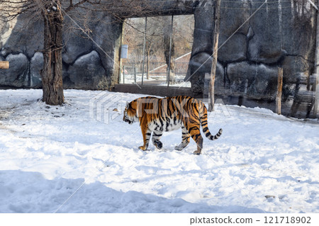 Siberian tiger in the zoo during winter time. Tiger on show. Siberian tiger in the zoo during winter time. Tiger on show. 121718902