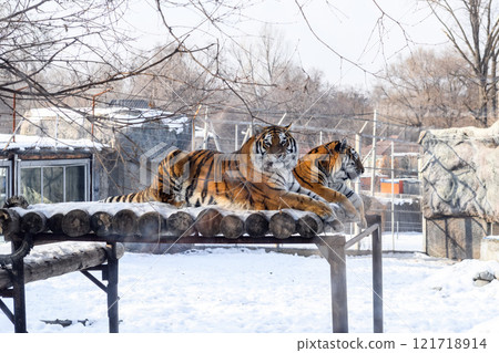 Siberian tiger in the zoo during winter time. Tiger on show.  121718914