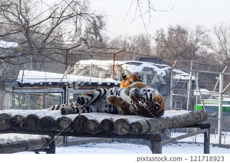 Siberian tiger in the zoo during winter time. Tiger on show.  121718923