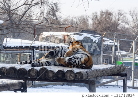 Siberian tiger in the zoo during winter time. Tiger on show. Siberian tiger in the zoo during winter time. Tiger on show. 121718924