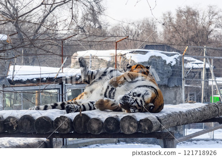 Siberian tiger in the zoo during winter time. Tiger on show. Siberian tiger in the zoo during winter time. Tiger on show. 121718926