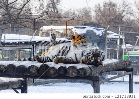 Siberian tiger in the zoo during winter time. Tiger on show. Siberian tiger in the zoo during winter time. Tiger on show. 121718931