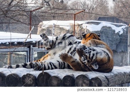 Siberian tiger in the zoo during winter time. Tiger on show.  121718933