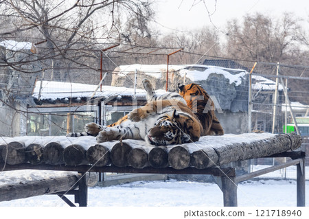 Siberian tiger in the zoo during winter time. Tiger on show. Siberian tiger in the zoo during winter time. Tiger on show. 121718940