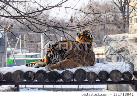 Siberian tiger in the zoo during winter time. Tiger on show. Siberian tiger in the zoo during winter time. Tiger on show. 121718941