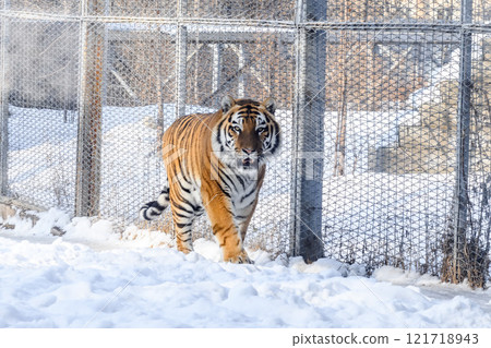 Siberian tiger in the zoo during winter time. Tiger on show.  121718943