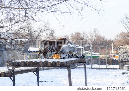 Siberian tiger in the zoo during winter time. Tiger on show.  121718961