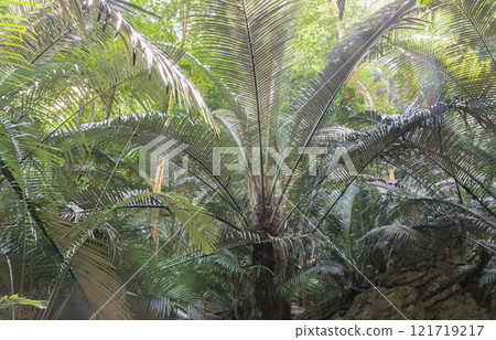 Beautiful view of The big green palm trees in natural light of Ancient forest Hup Pa Tat. 121719217