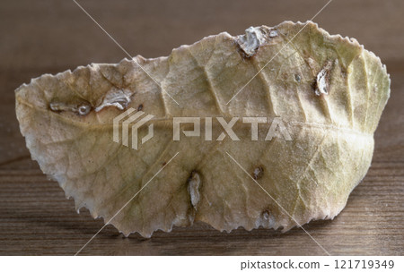 An dead tropical yellow fallen dried tree leaf with fine visible structure details. An dead tropical yellow fallen dried tree leaf with fine visible structure details. 121719349