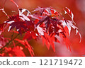秋天的樹葉 121719472
