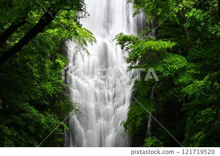 新鮮的綠色青苔瀑布 121719520